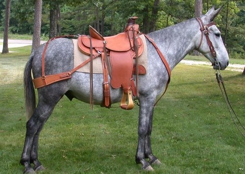 mule saddles for sale