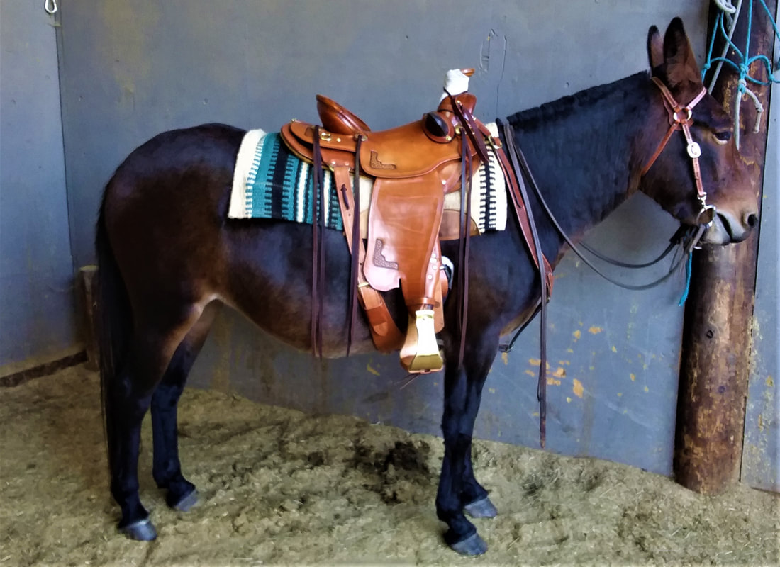 saddles for horses